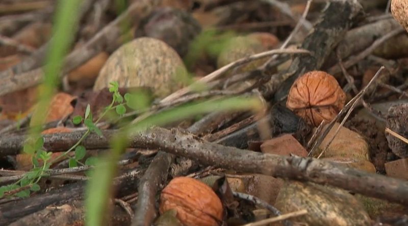 Drôme : un agriculteur victime du vol de 2 millions de noix
