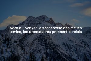 Nord du Kenya : la sécheresse décime les bovins, les dromadaires prennent le relais