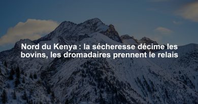 Nord du Kenya : la sécheresse décime les bovins, les dromadaires prennent le relais