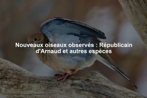 Nouveaux oiseaux observés : Républicain d'Arnaud et autres espèces