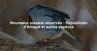 Nouveaux oiseaux observés : Républicain d'Arnaud et autres espèces