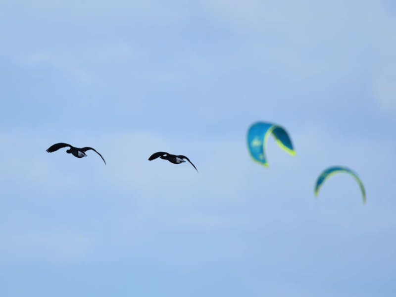 Enquête lancée sur quatre outils numériques pour le milieu marin