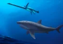 Des fossiles dévoilent un requin géant qui dominait l'Australie à l'époque des dinosaures.