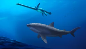 Des fossiles dévoilent un requin géant qui dominait l'Australie à l'époque des dinosaures.