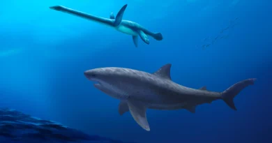 Des fossiles dévoilent un requin géant qui dominait l'Australie à l'époque des dinosaures.