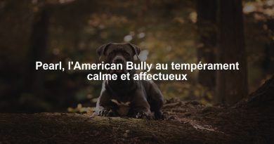 Pearl, l'American Bully au tempérament calme et affectueux
