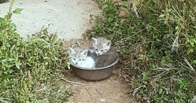 Saint-Julien-de-Civry : campagne de stérilisation des chats errants au centre du village