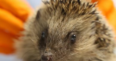 Alsace : Huit associations reconnues pour leurs actions en faveur de la biodiversité