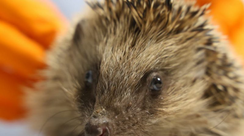 Alsace : Huit associations reconnues pour leurs actions en faveur de la biodiversité