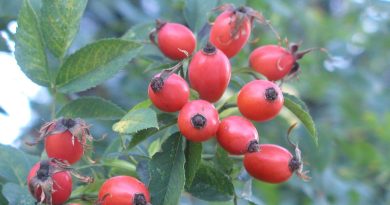 Jardinage : découvrez quand les rosiers portent leurs fruits pour un jardin épanoui