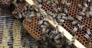 Allemagne : Les apiculteurs constatent une récolte de miel prometteuse cette saison