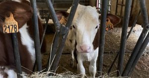 Pouilley-Français : une famille d’éleveurs du Doubs propose une ferme test pour éviter l’abattage de 82 bêtes