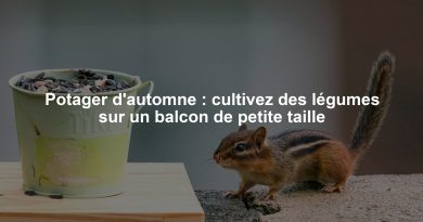 Potager d'automne : cultivez des légumes sur un balcon de petite taille