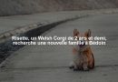 Risette, un Welsh Corgi de 2 ans et demi, recherche une nouvelle famille à Bédoin