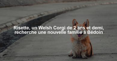 Risette, un Welsh Corgi de 2 ans et demi, recherche une nouvelle famille à Bédoin