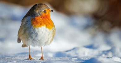 Rouge-gorge : une erreur hivernale courante tue 70 % des jeunes oiseaux sans que vous le sachiez