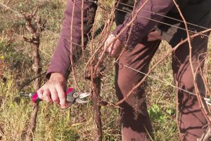 La vigne menacée : la remontée de sel compromet des milliers d’hectares de terres agricoles