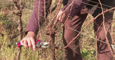 La vigne menacée : la remontée de sel compromet des milliers d’hectares de terres agricoles