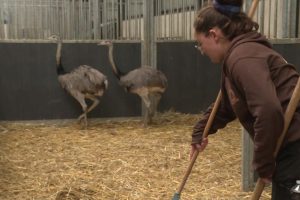 Deux nandous, cousins de l'autruche, échappent à l'euthanasie et rejoignent un zoo d'Eure-et-Loir