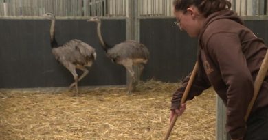 Deux nandous, cousins de l'autruche, échappent à l'euthanasie et rejoignent un zoo d'Eure-et-Loir