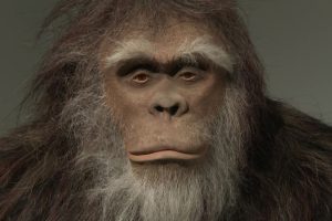 Exposition : classifier des espèces imaginaires comme dragons, yéti et Marsupilami