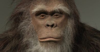 Exposition : classifier des espèces imaginaires comme dragons, yéti et Marsupilami