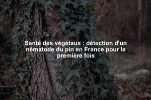 Santé des végétaux : détection d'un nématode du pin en France pour la première fois