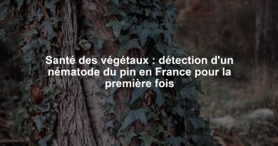 Santé des végétaux : détection d'un nématode du pin en France pour la première fois