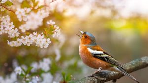 Santé mentale : des sons naturels pour apaiser la tristesse comme la méditation