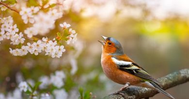 Santé mentale : des sons naturels pour apaiser la tristesse comme la méditation