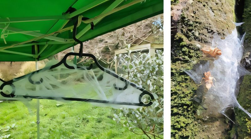 Des araignées inspirent des biologistes à créer des toiles artificielles pour capturer l'ADN aérien.