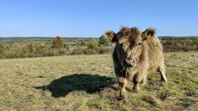 Le troupeau itinérant du Conservatoire d’espaces naturels de Bourgogne permet de préserver ou de restaurer des dizaines d'hectares de pelouses calcaires chaque année.