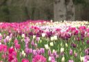 Les tulipes du Château de Cheverny : un jardin résistant aux aléas climatiques