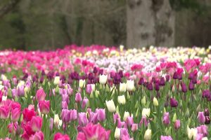 Les tulipes du Château de Cheverny : un jardin résistant aux aléas climatiques