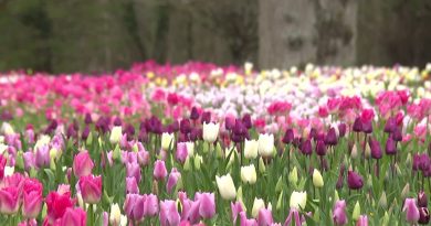 Les tulipes du Château de Cheverny : un jardin résistant aux aléas climatiques