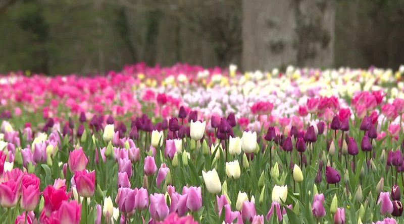 Les tulipes du Château de Cheverny : un jardin résistant aux aléas climatiques