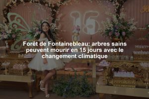 Forêt de Fontainebleau: arbres sains peuvent mourir en 15 jours avec le changement climatique