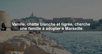 Vanille, chatte blanche et tigrée, cherche une famille à adopter à Marseille
