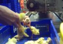 Broyage des poussins : une pratique choquante qui continue d'exister