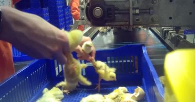 Broyage des poussins : une pratique choquante qui continue d'exister