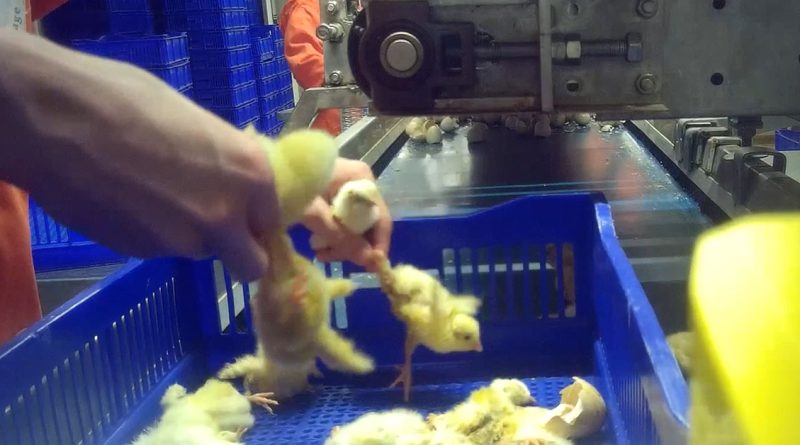 Broyage des poussins : une pratique choquante qui continue d'exister