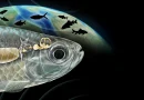 Un poisson ancien doté d'une audition semblable à celle des humains surprend les scientifiques