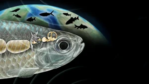 Un poisson ancien doté d'une audition semblable à celle des humains surprend les scientifiques