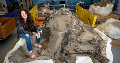 Jeune T. rex ou nouveau dinosaure ? De nouveaux os relancent le débat