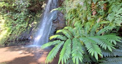 Rendez-vous côté mer pour prolonger les bienfaits de la visite des jardins d’eau de Vaipahi (Crédit : Anne-Charlotte Lehartel).