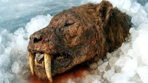 10 espèces disparues que les scientifiques espèrent ressusciter