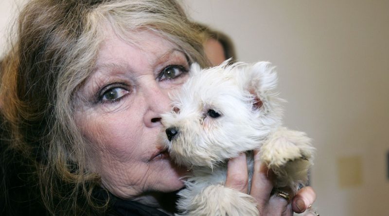 Mort de Brigitte Bardot : la fondation BB était intervenue pour sauver un sanglier à Challes