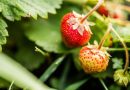D'où viennent nos fraises ?  - ICI