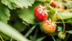 D'où viennent nos fraises ?  - ICI