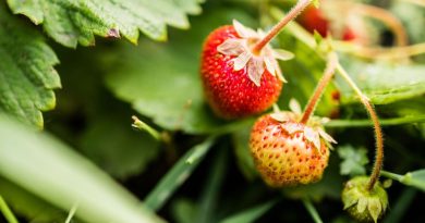 D'où viennent nos fraises ?  - ICI